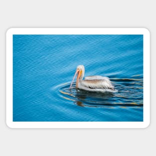 American White Pelican Fishing Alone by Debra Martz Sticker